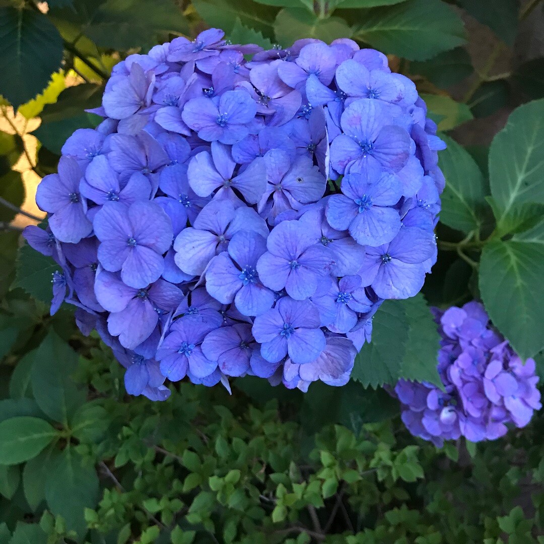 45654_0701_ajisai