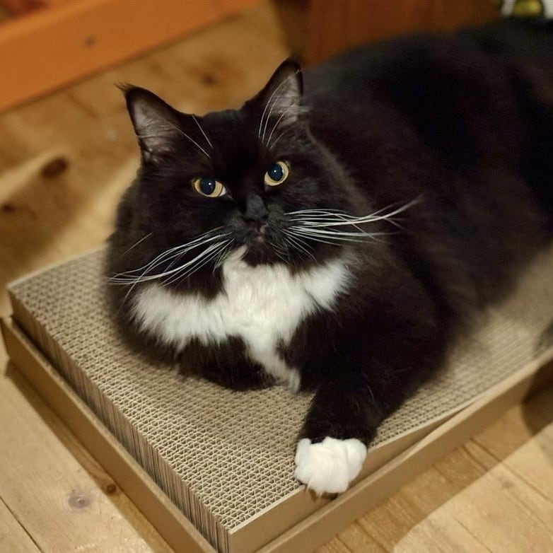 無印良品の爪とぎでくつろぐ猫