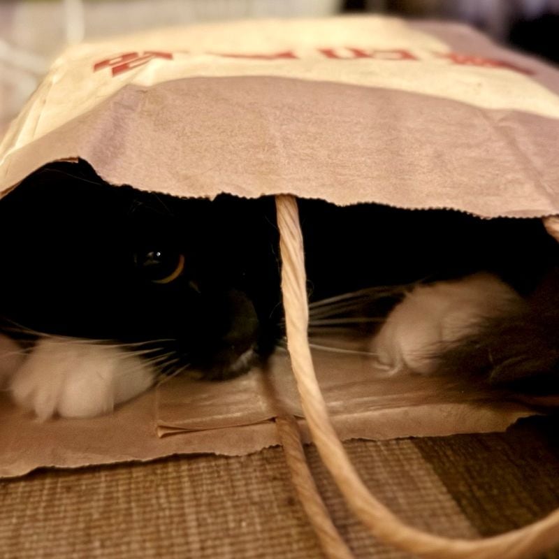 無印良品の袋も大好きなアイテムのひとつ