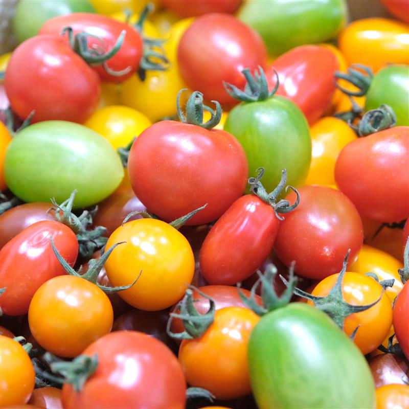 【堺北花田】みんなで学ぼう、トマトの秘密｜食育イベント