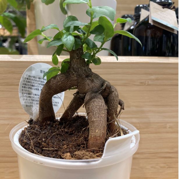 がじゅまるの写真