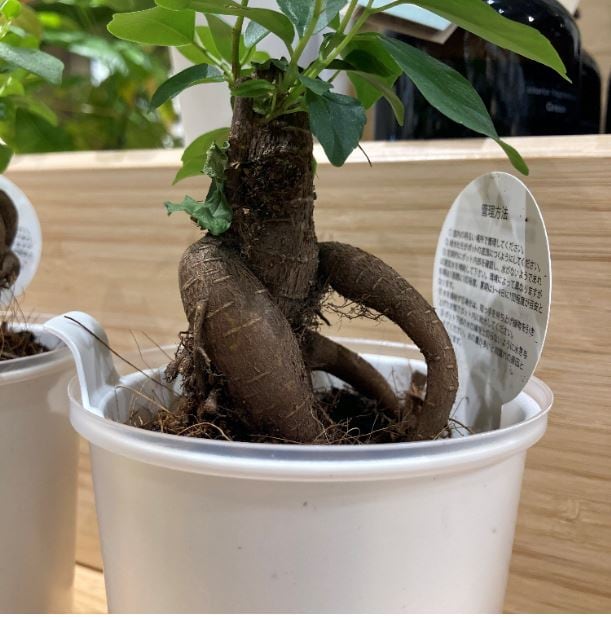 がじゅまるの写真