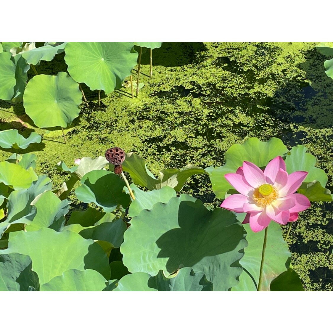 ハスアップ写真