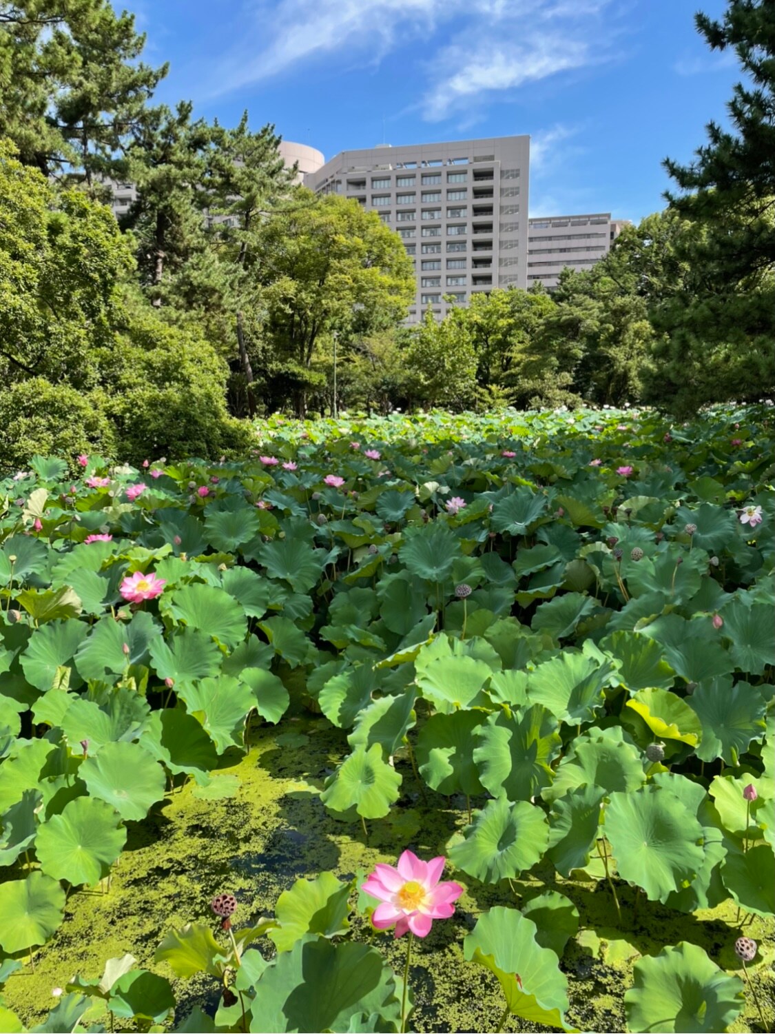 蓮池全体写真