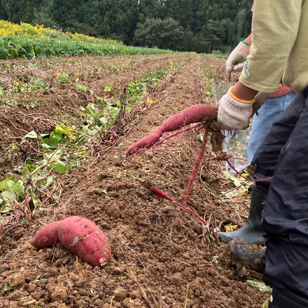 秋山農場でのさつまいも堀りの様子