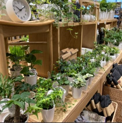 植物の売場の写真