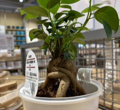 植物の写真