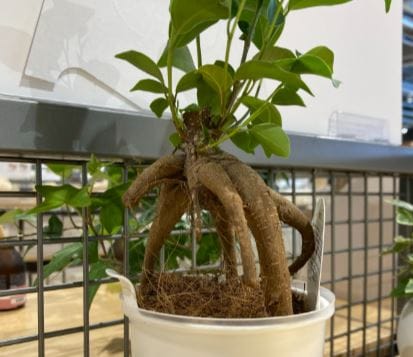 植物の写真