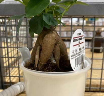 植物の写真