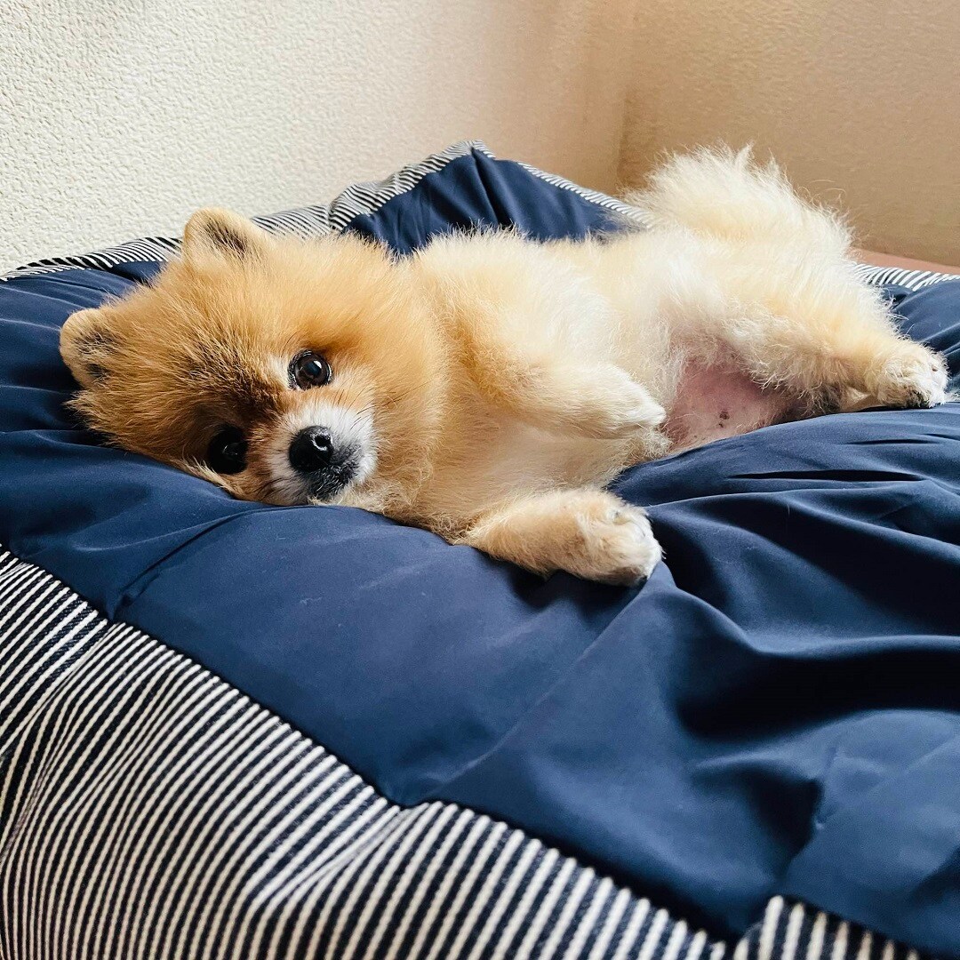 いぬ