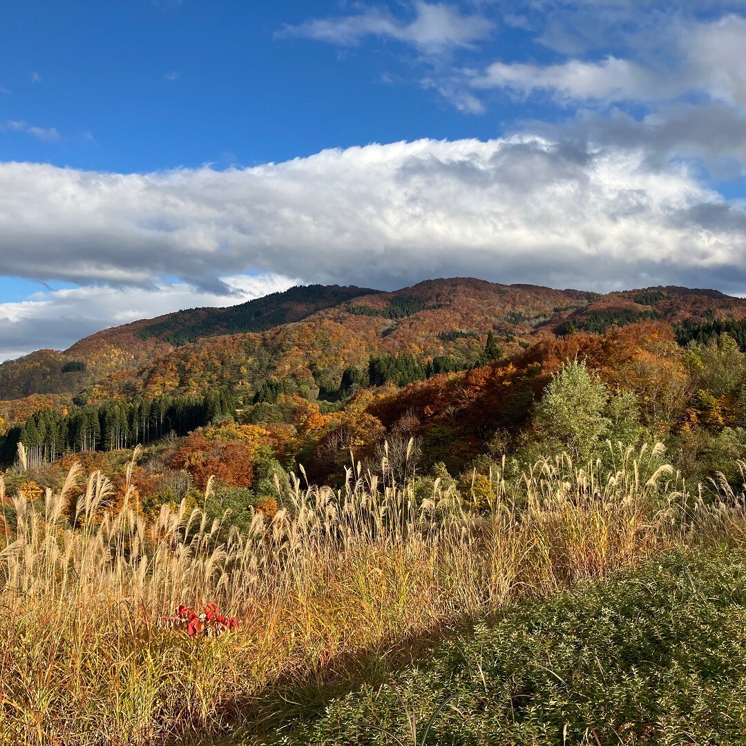 紅葉