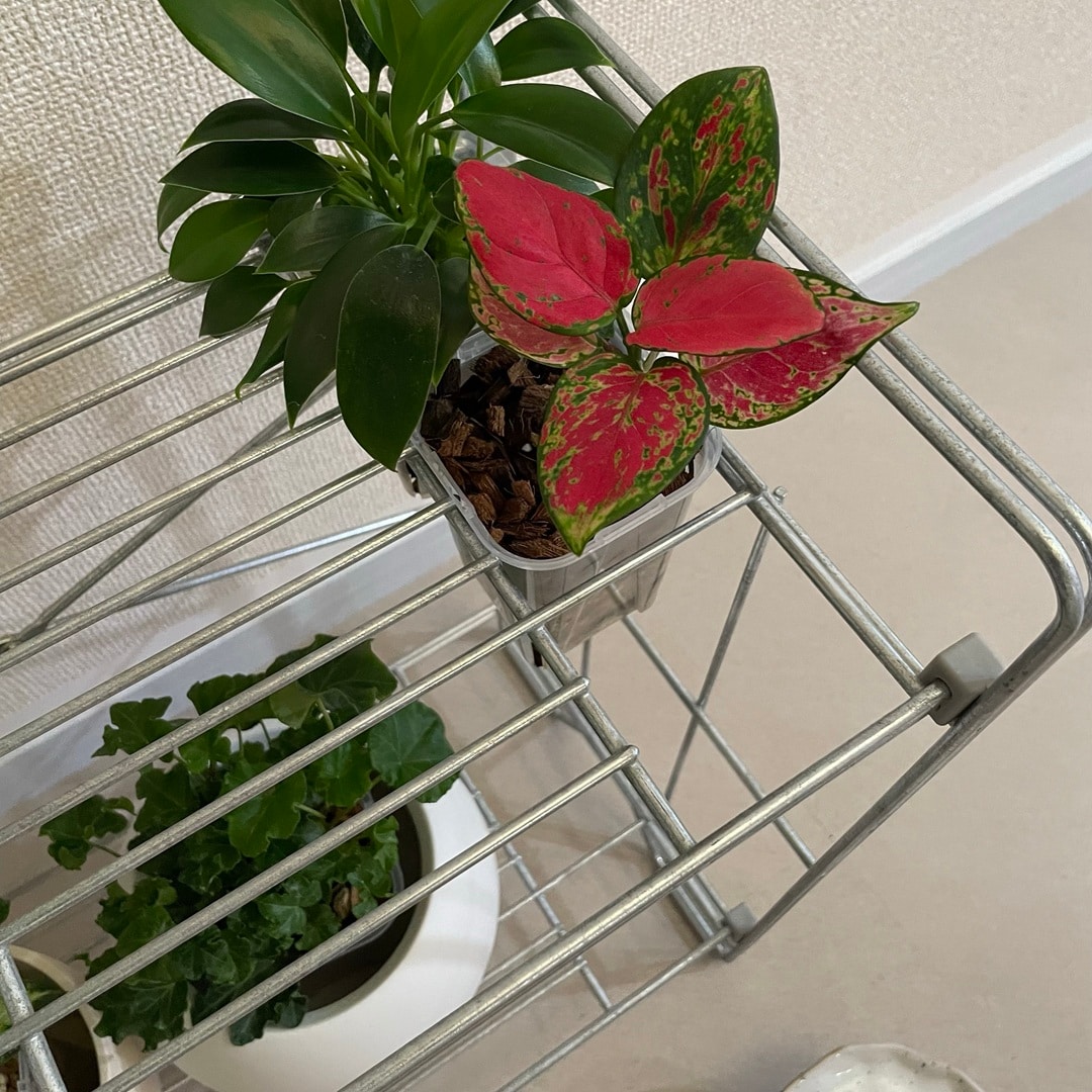 【キャナルシティ博多】植物とくらす_1zmPfM