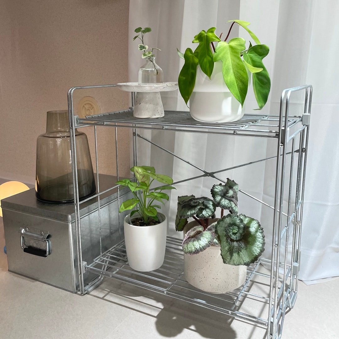 【キャナルシティ博多】植物とくらす_7TnaoZ