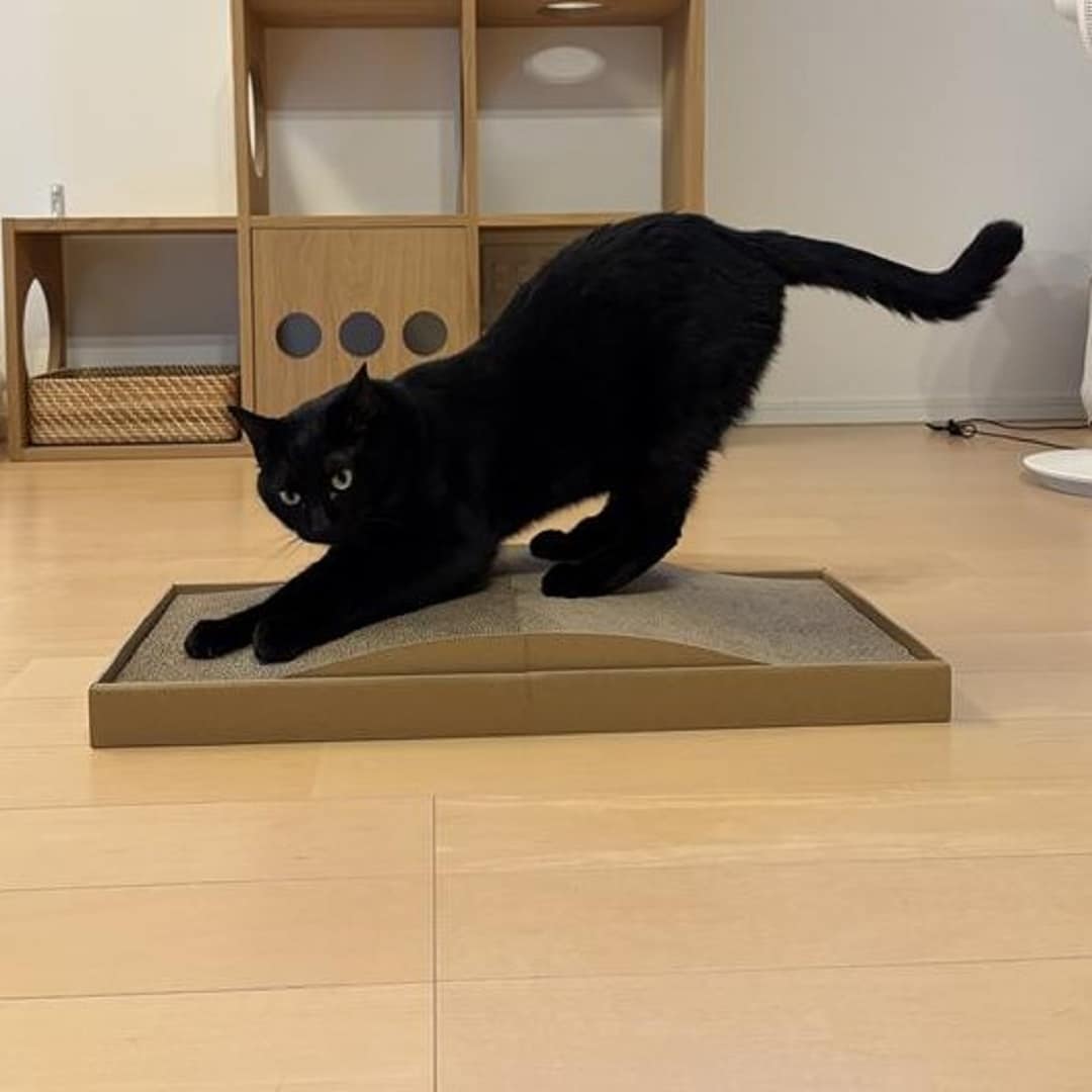ヤマガタ