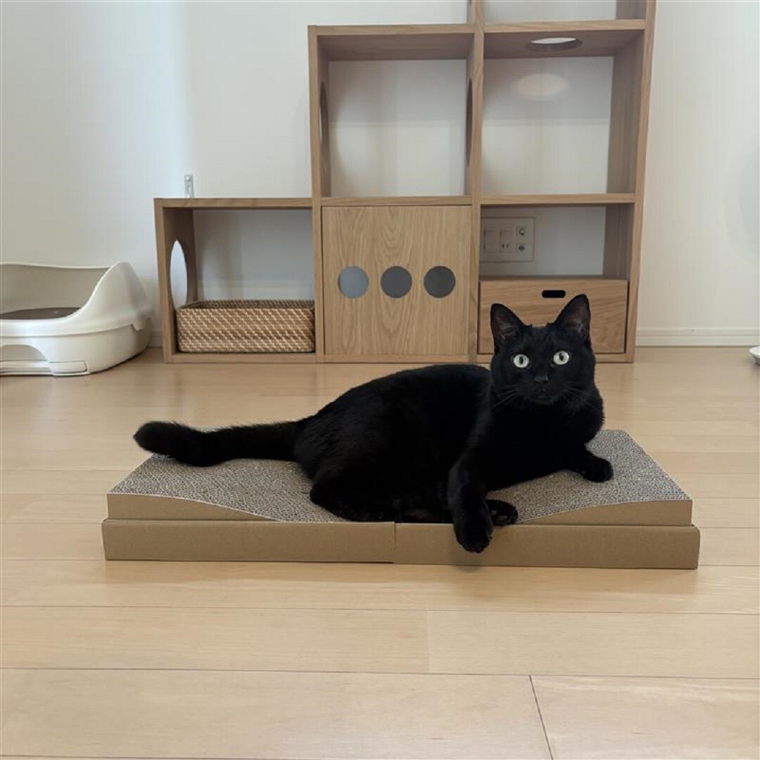 もずく
