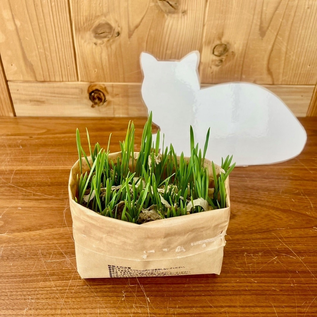 【COCOSA熊本】　土使わない猫草栽培セットを育ててみました（２）