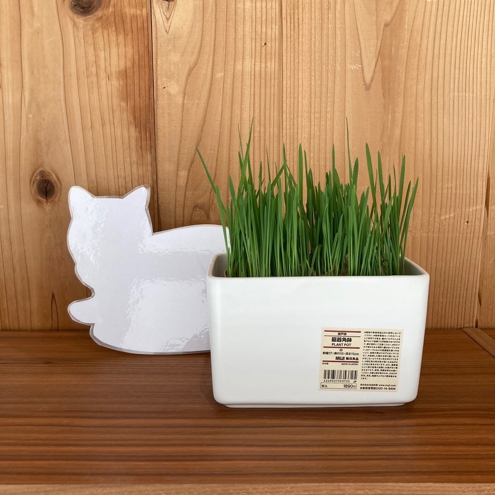 【COCOSA熊本下通】　猫草栽培セットを育ててみました（２）