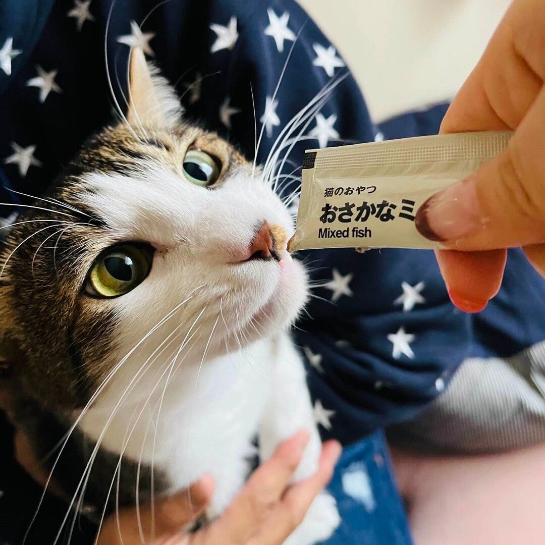 ねこ