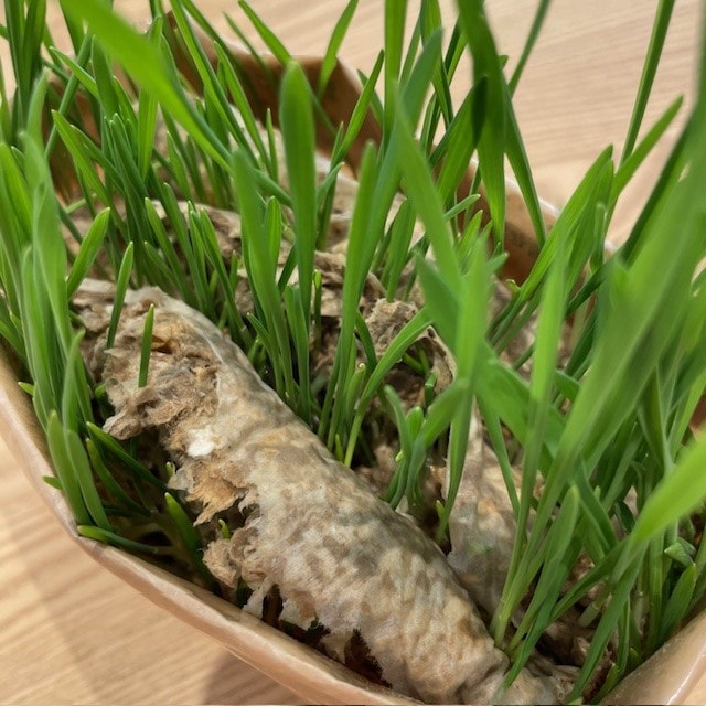 猫草中身