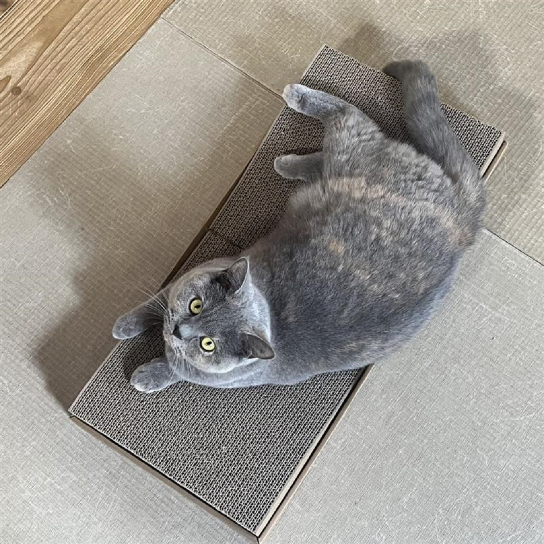 ぴのさん