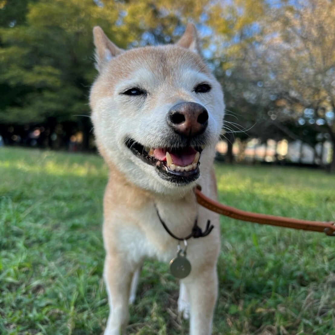 あおさん