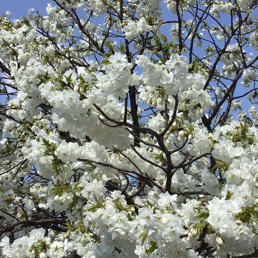 【COCOSA熊本下通】すこし歩くと、熊本城