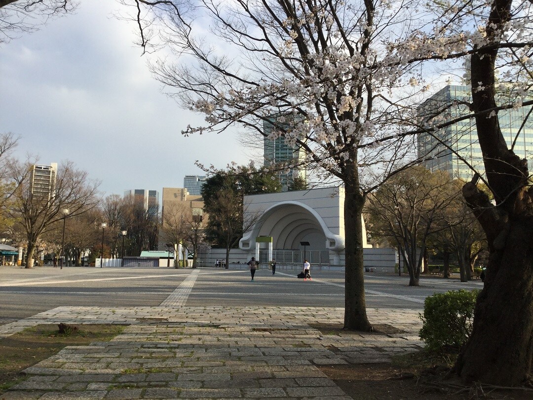 sakura 