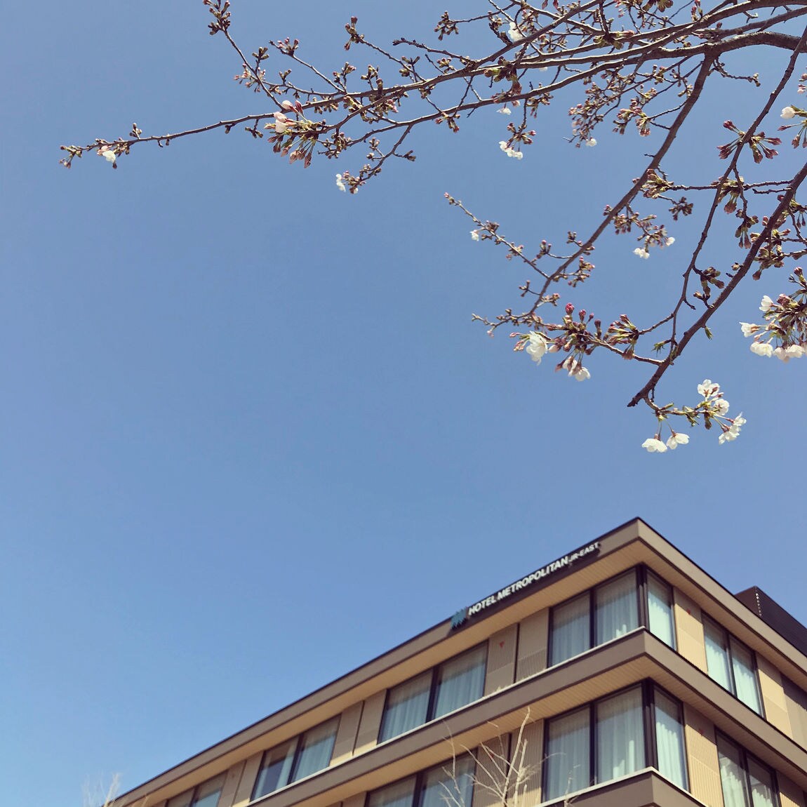 【MUJI com ホテルメトロポリタン鎌倉】桜の木