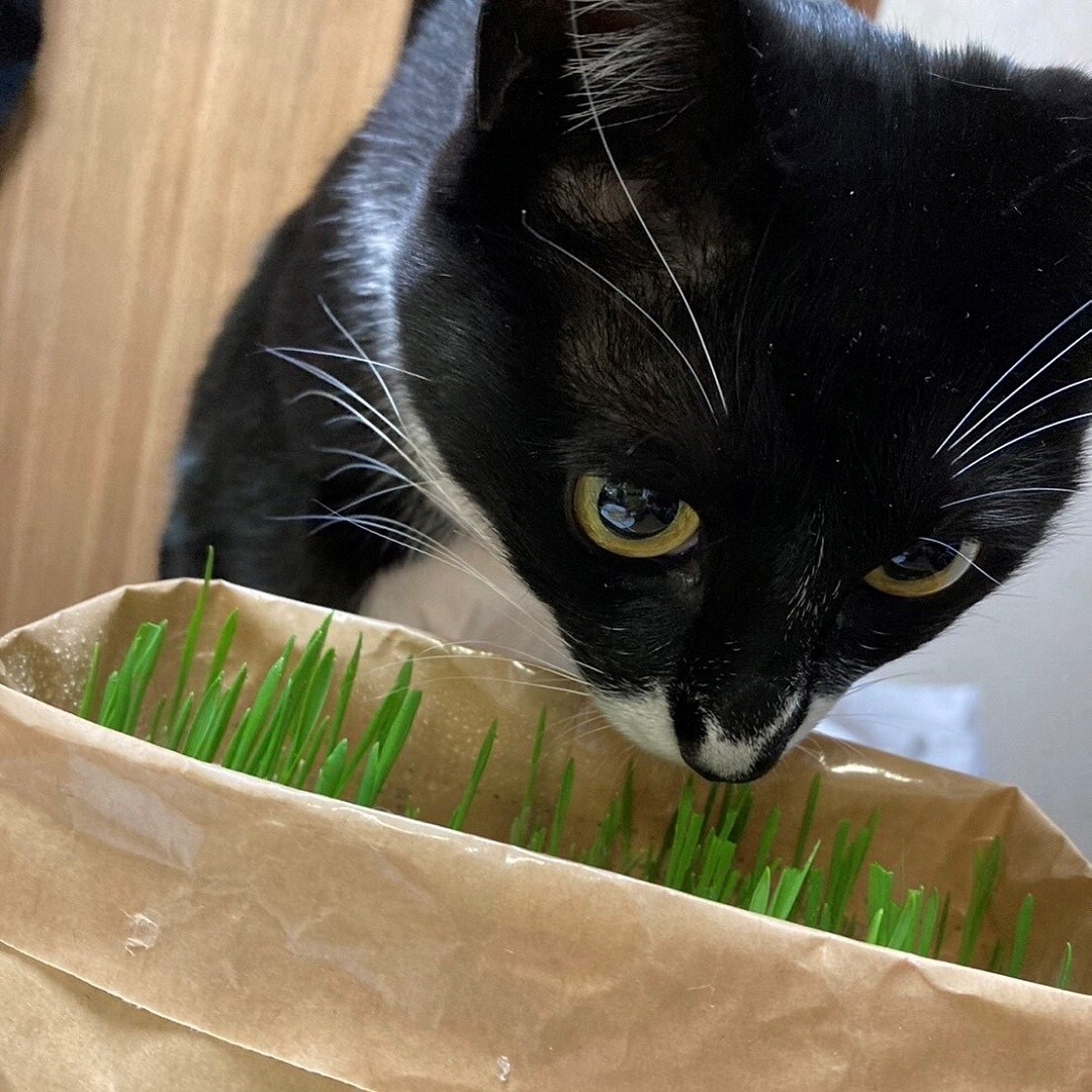 猫草食べてる猫