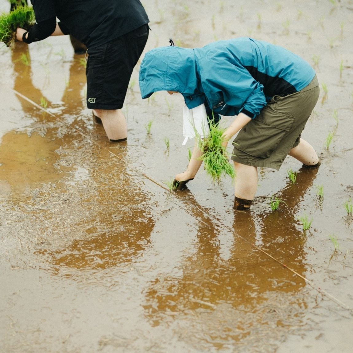 【COCOSA熊本下通】田植え教室