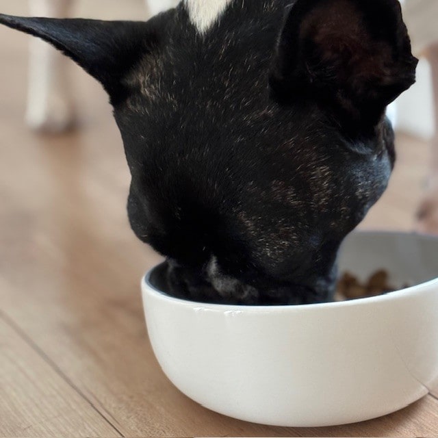 犬食事