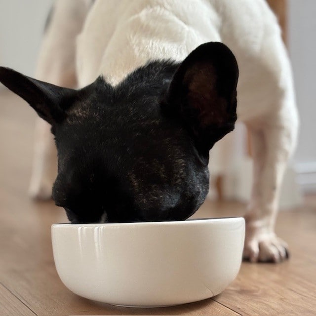 犬食事