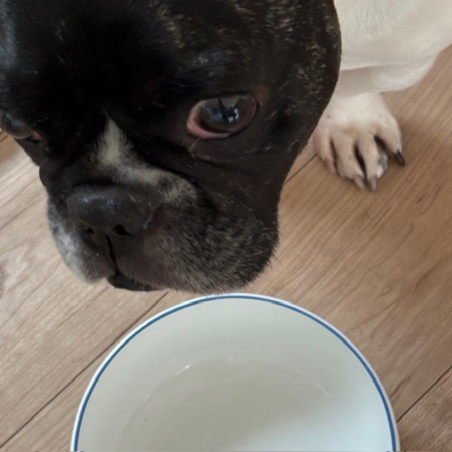 犬食事