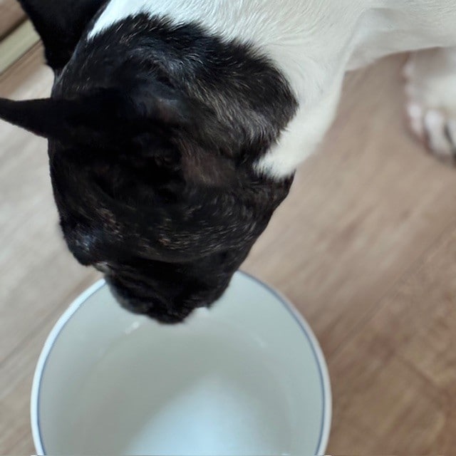 犬食事