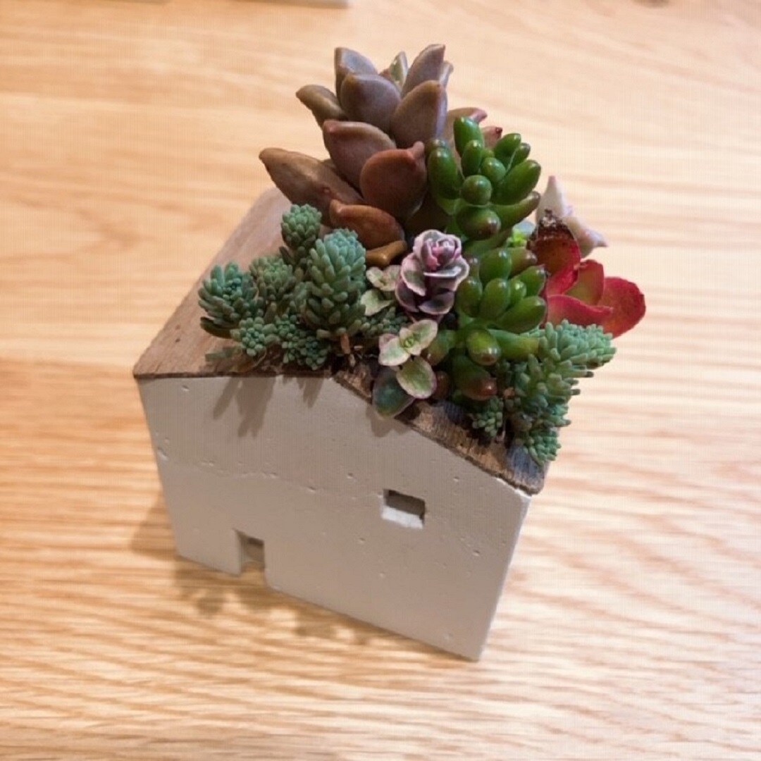 多肉植物