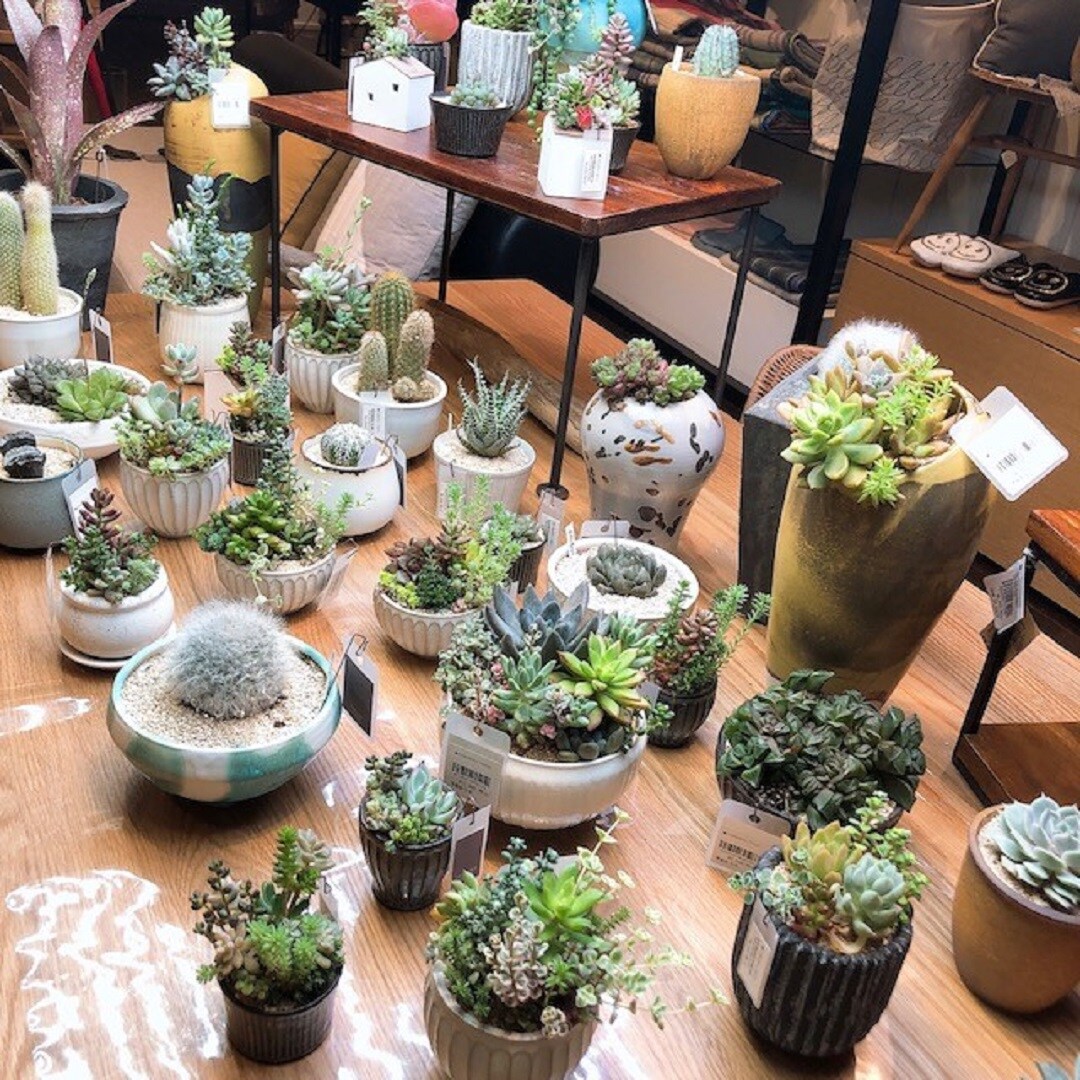 多肉植物