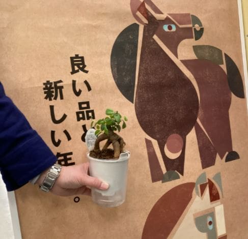 がじゅまるの写真