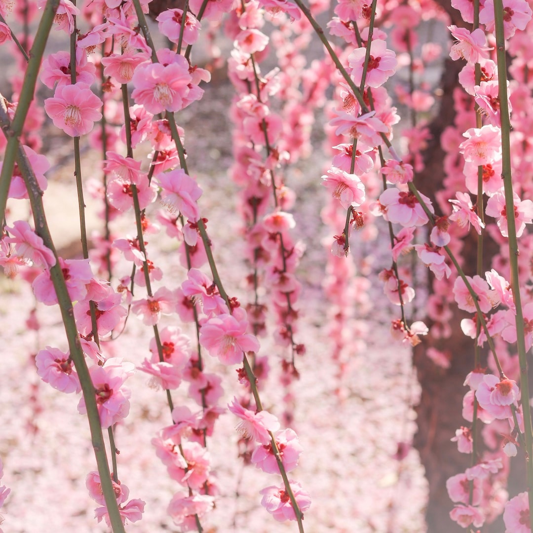 umesakura