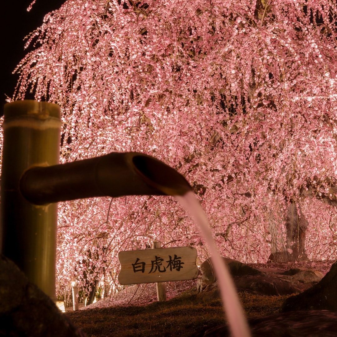 umesuzu