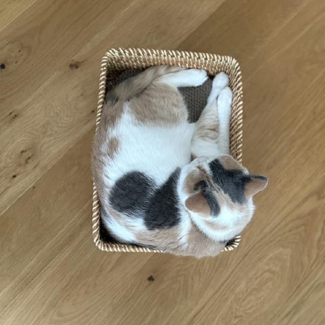 うにさん
