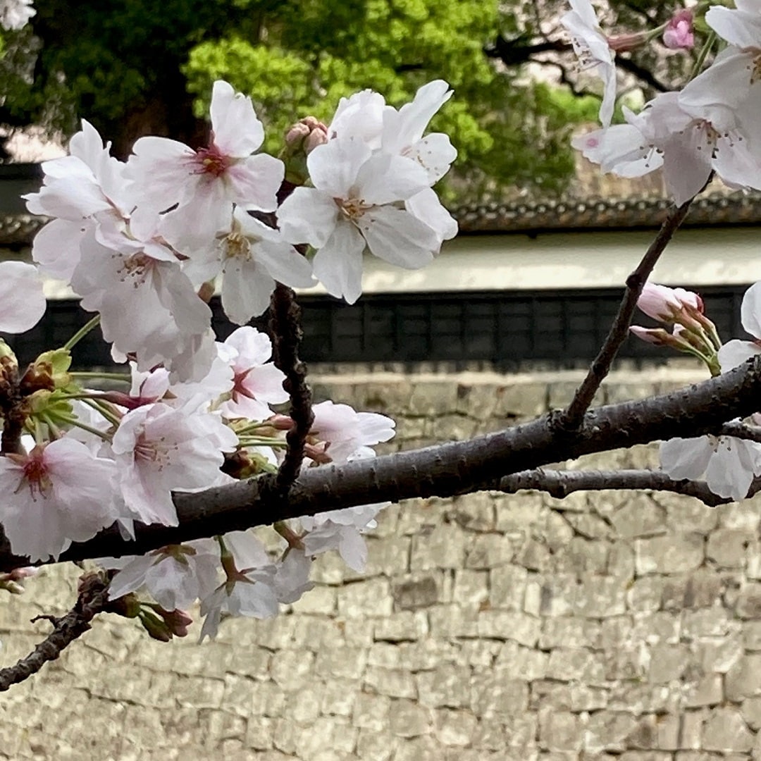 【COCOSA熊本下通】すこし歩くと、熊本城