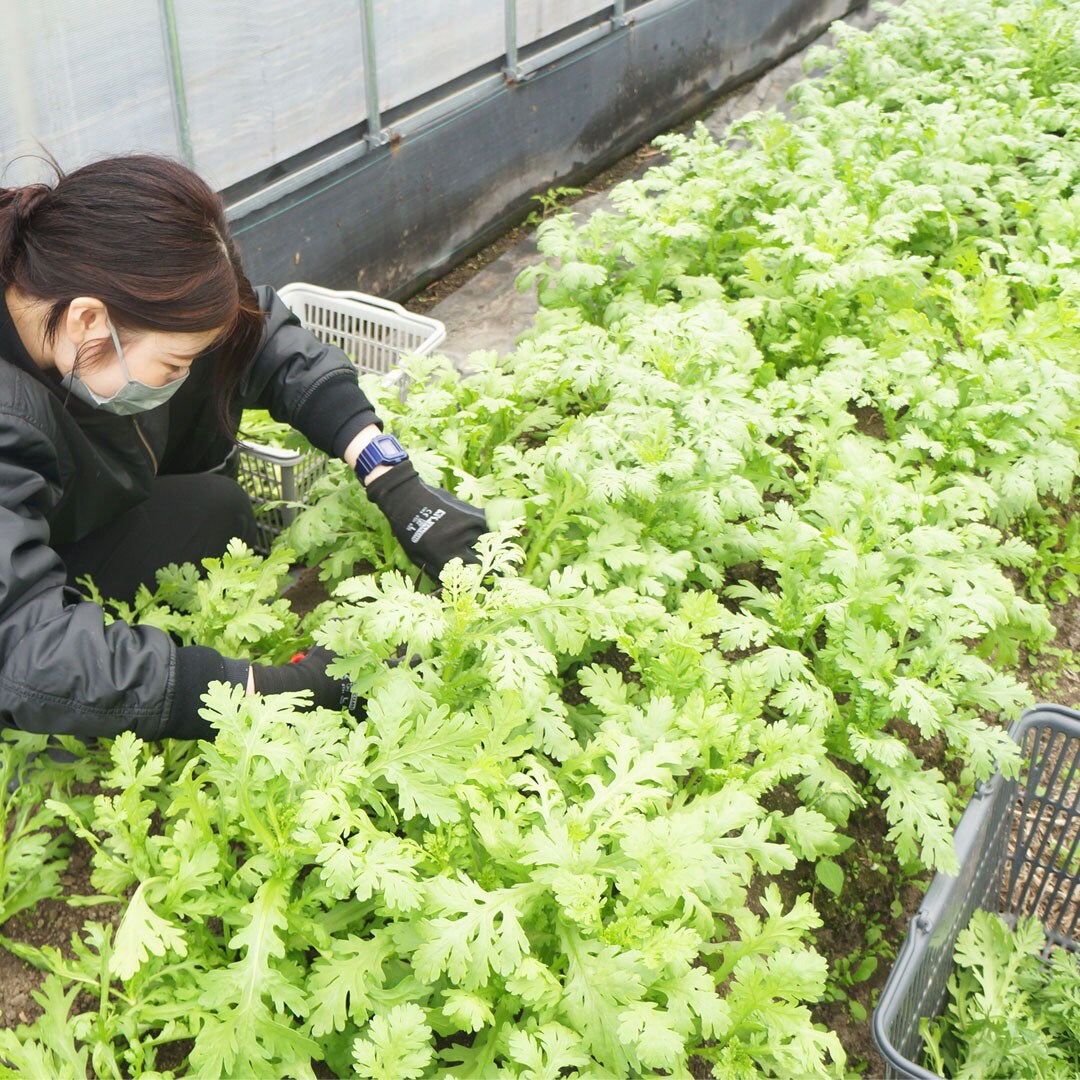 菊菜を収穫する写真