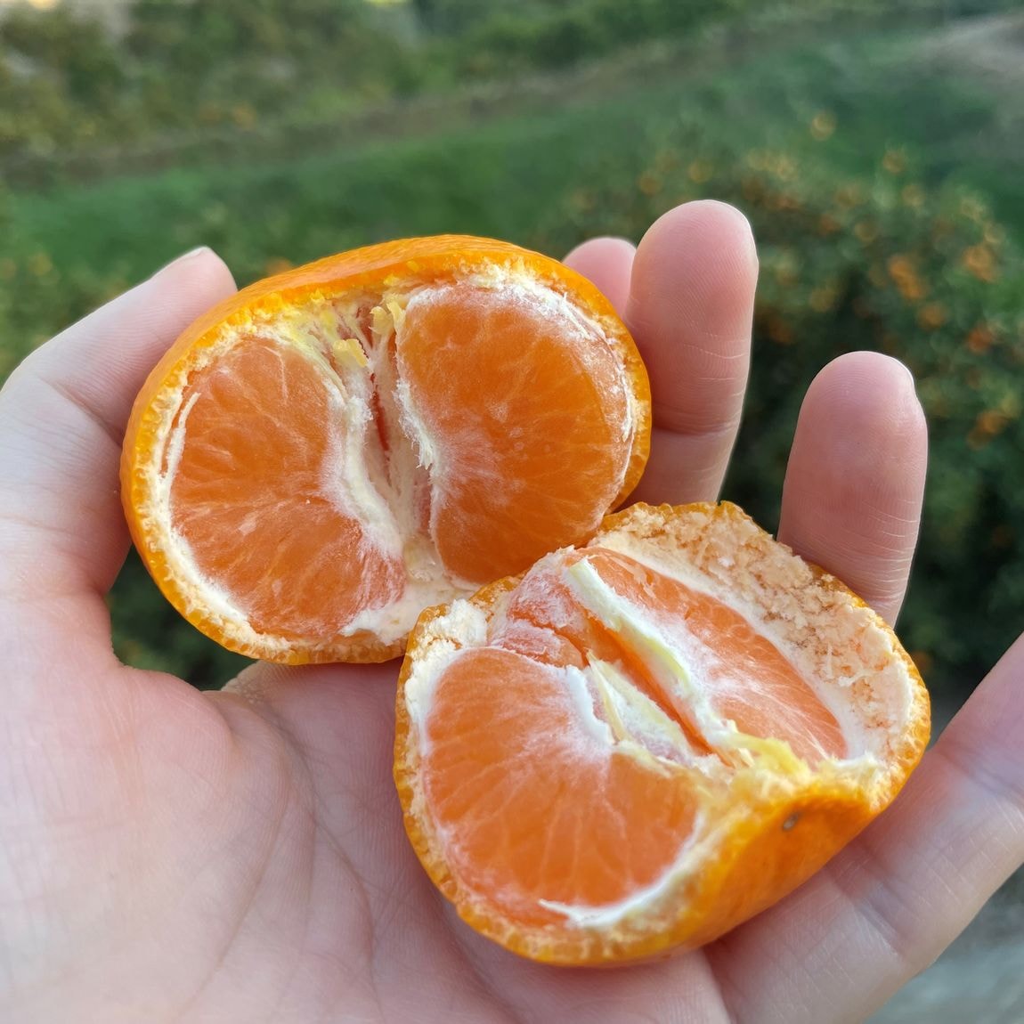 セブンパークアリオ柏】みかんが入荷しました！｜ 無印良品