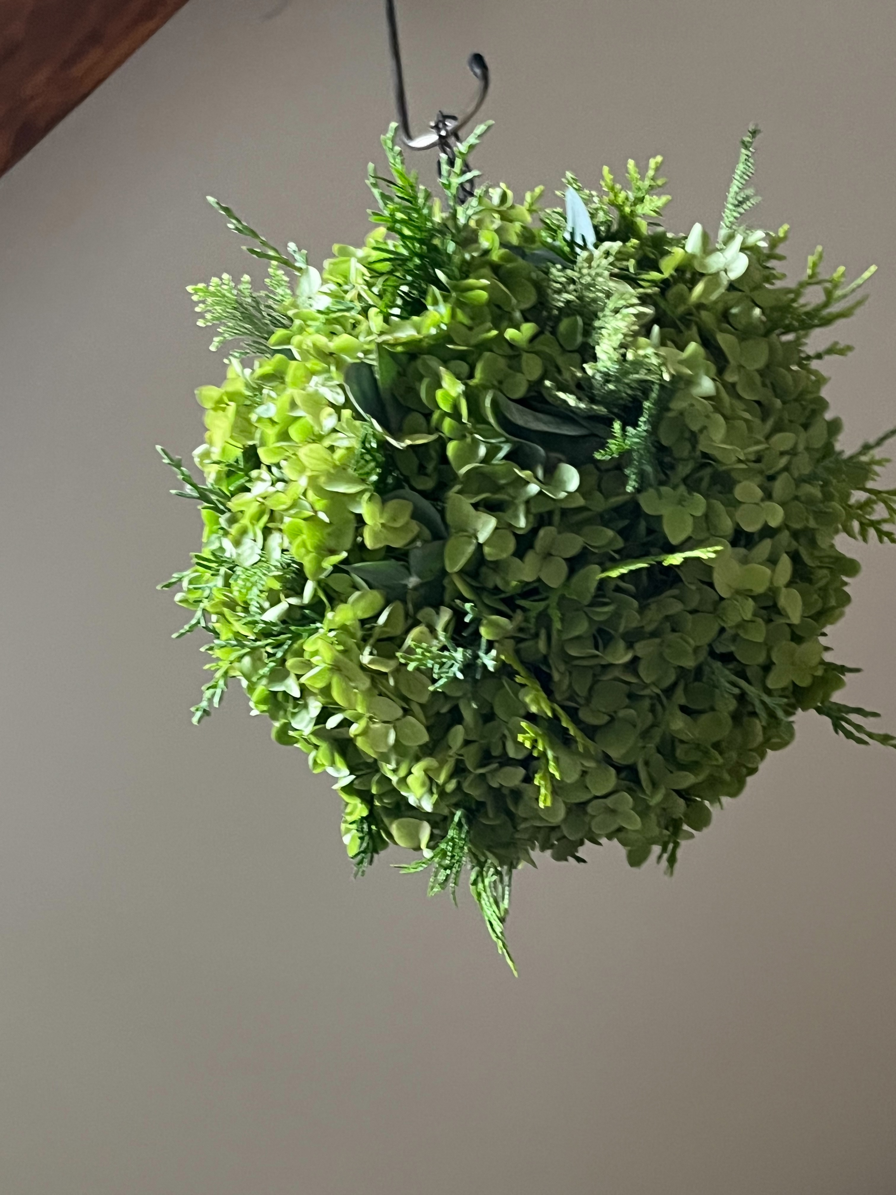 アナベル紫陽花フライングボール