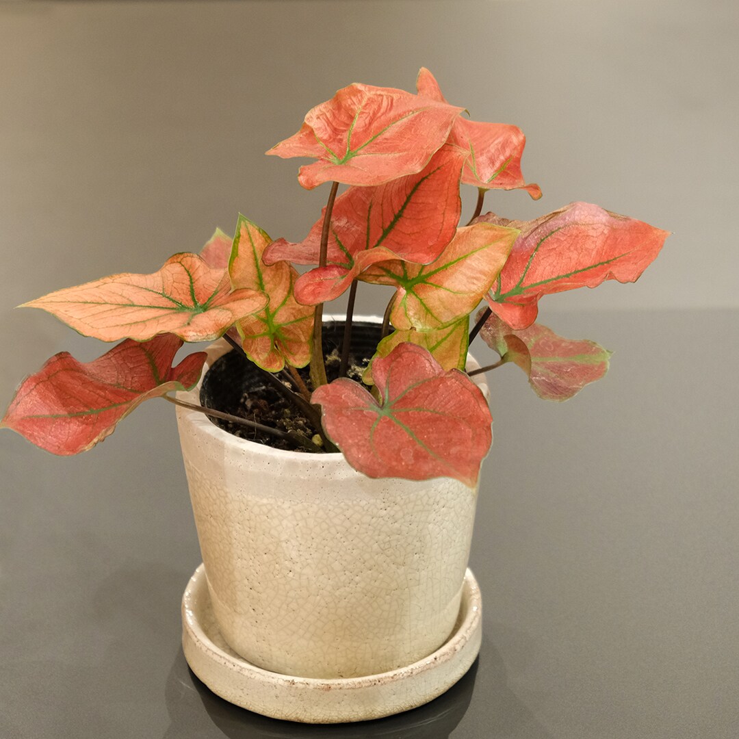 セキセイ ペンケース<花と植物柄>ミックスフラワーパープル FP