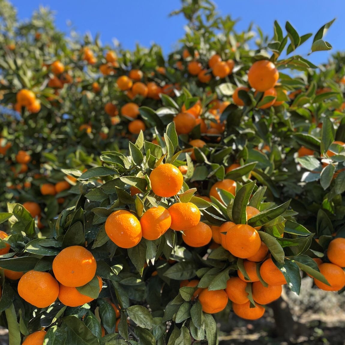 セブンパークアリオ柏】みかんが入荷しました！｜ 無印良品