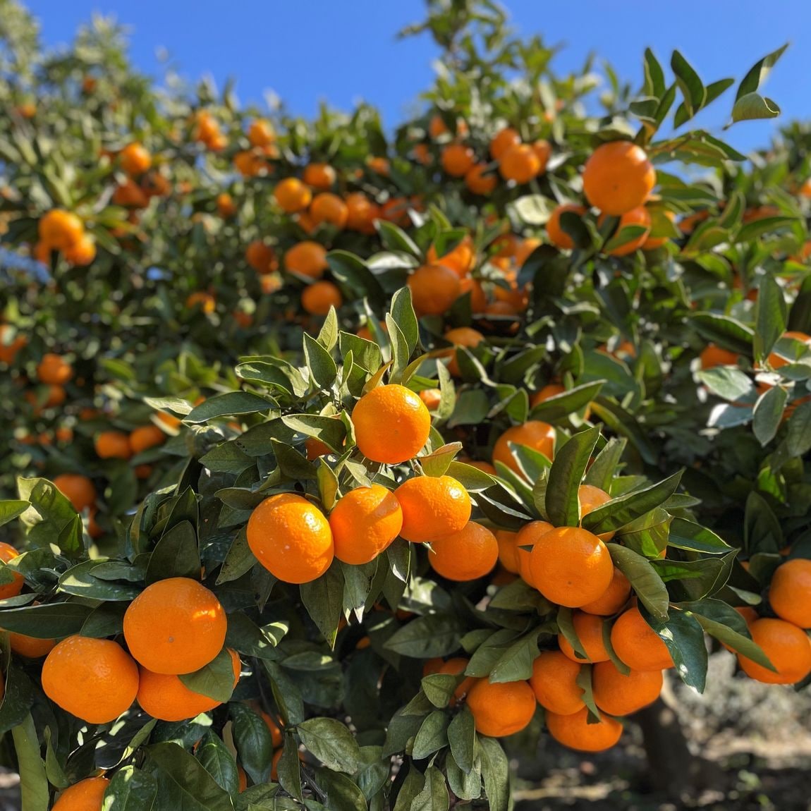 オークビレッジかみす】みかんが入荷しました！｜ 無印良品