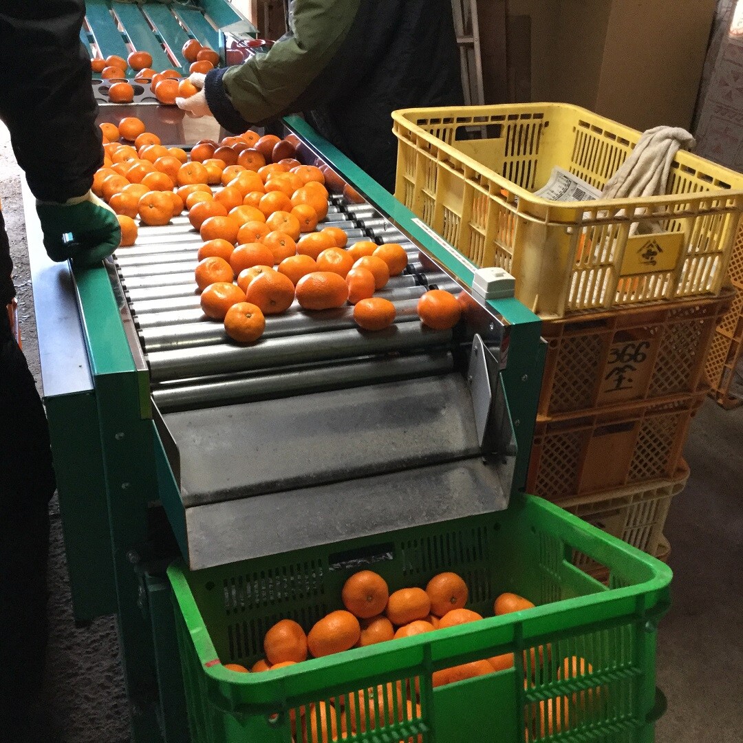 ららぽーと沼津】沼津良品＃9 西浦みかん寿太郎｜ 無印良品