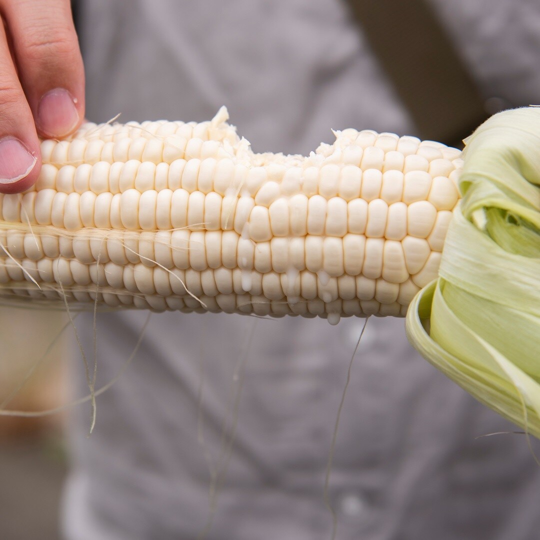 京都山科】今年もパールコーンが入荷しました｜青果売場より