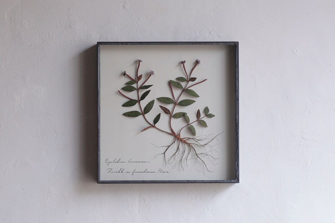 モリソン小林 作品 モリソン小林 作品展”small plants” | 関東のお出かけ情報なら